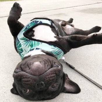 Dog Collar Harness - 2025 - Puppy Streetwear Shop Dog Collar Harness - 2025 - Puppy Streetwear Shop