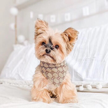 Pawcci-Inspired Dog Bandana | Trendy Puppy Streetwear - 2025 - Puppy Streetwear Shop Pawcci-Inspired Dog Bandana | Trendy Puppy Streetwear - 2025 - Puppy Streetwear Shop