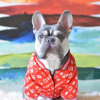 Dog Jacket Louis Pawtton - 2025 - Puppy Streetwear Shop