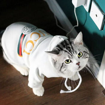 Dog Hoodies Pawcci - 2025 - Puppy Streetwear Shop