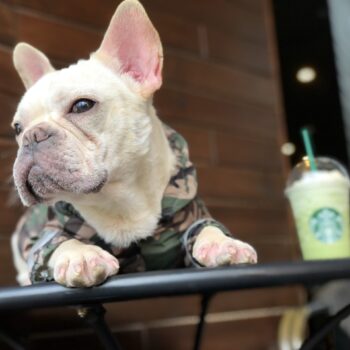 Dog Jacket Bape - 2025 - Puppy Streetwear Shop