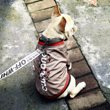 Dog Jacket Pawcci - 2025 - Puppy Streetwear Shop