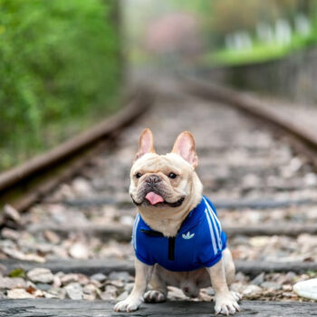 Dog Jacket Adidas - 2025 - Puppy Streetwear Shop