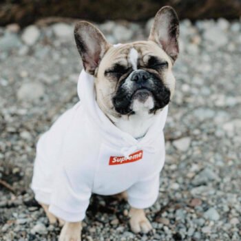 Dog Hoodie Supreme - 2025 - Puppy Streetwear Shop
