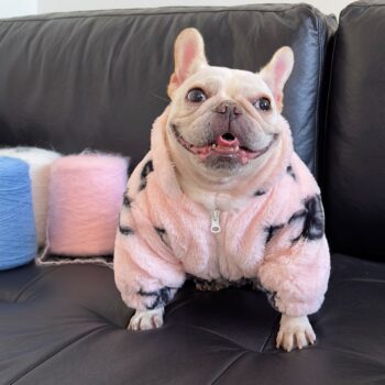 Dog Jacket Celine - 2025 - Puppy Streetwear Shop