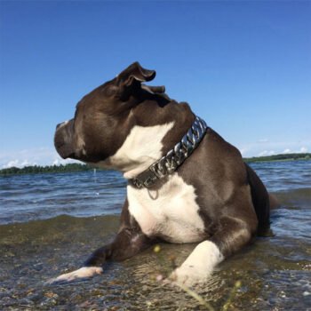 Dog Collar - 2025 - Puppy Streetwear Shop Dog Collar - 2025 - Puppy Streetwear Shop