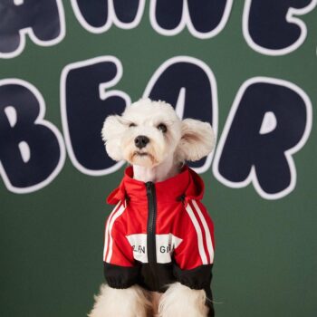 Dog Jacket Balenciaga - 2025 - Puppy Streetwear Shop Dog Jacket Balenciaga - 2025 - Puppy Streetwear Shop