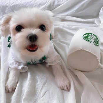 Dog Vest - 2025 - Puppy Streetwear Shop