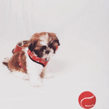 Dog Ball Pupreme - 2025 - Puppy Streetwear Shop