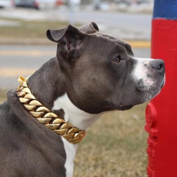 Dog Collar - 2025 - Puppy Streetwear Shop Dog Collar - 2025 - Puppy Streetwear Shop