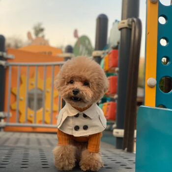 Dog Bandana Burberry - 2025 - Puppy Streetwear Shop Dog Bandana Burberry - 2025 - Puppy Streetwear Shop