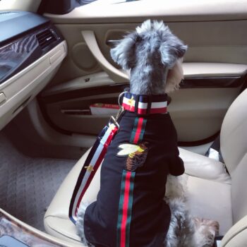 Dog Collar Harness Pawcci - 2025 - Puppy Streetwear Shop