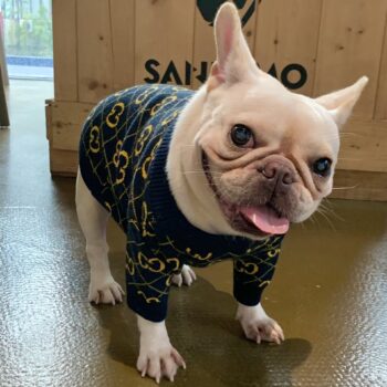 Dog Sweater Pawcci - 2026 - Puppy Streetwear Shop
