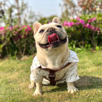 Dog Collar Harness Fendi - 2025 - Puppy Streetwear Shop