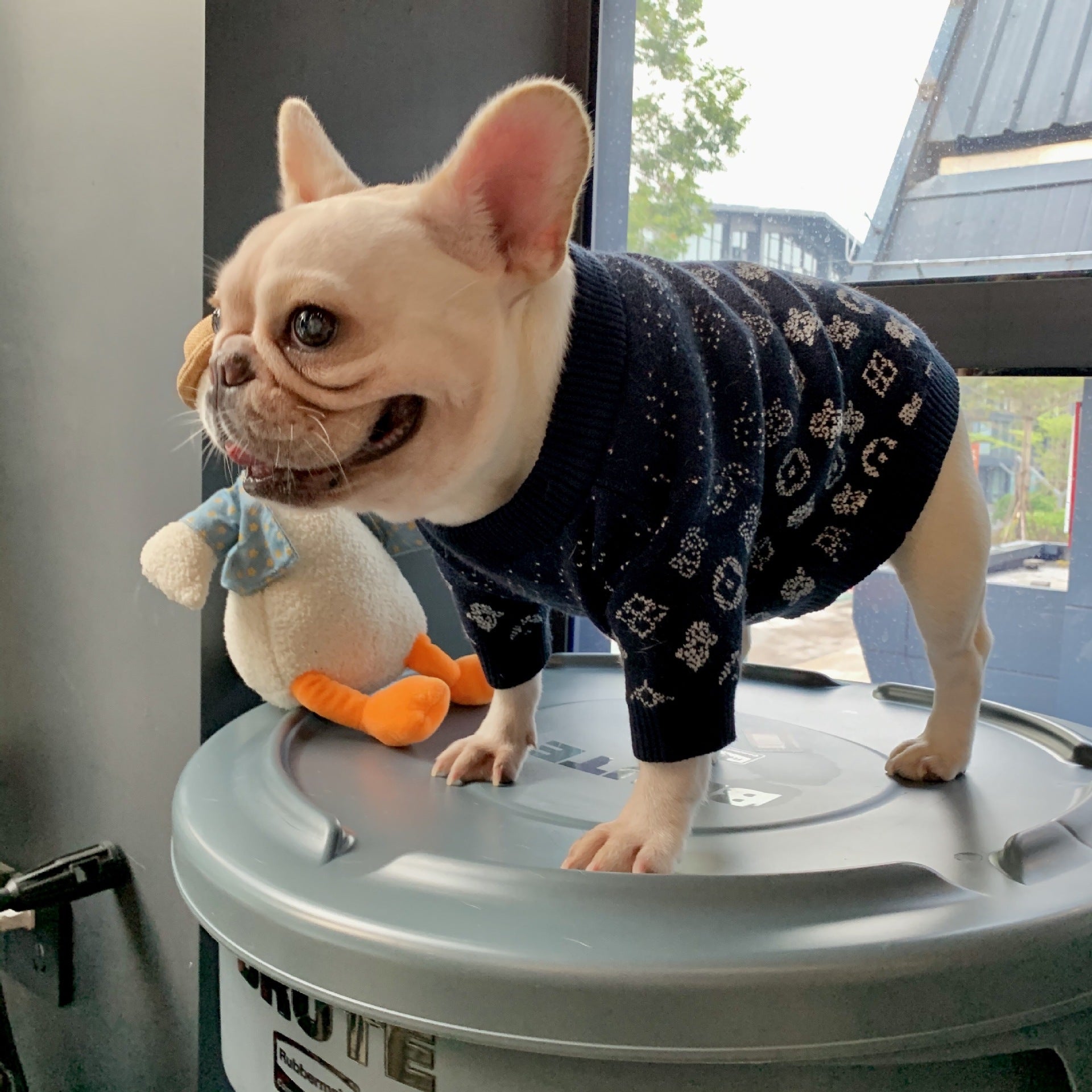 Designer Dog Sweater Louis Vuitton - 2023 - Puppy Streetwear Shop