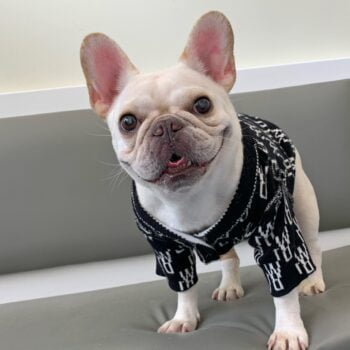 Dog Sweater - 2025 - Puppy Streetwear Shop Dog Sweater - 2025 - Puppy Streetwear Shop