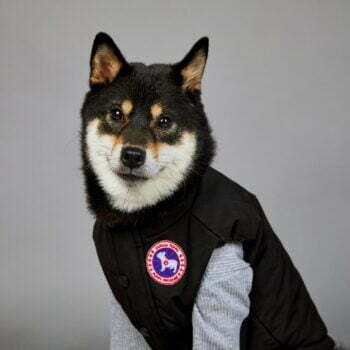 Dog Jacket - 2025 - Puppy Streetwear Shop