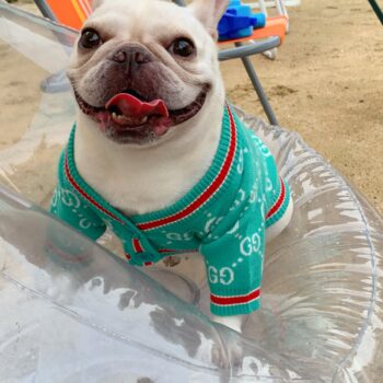 Dog Sweater Pawcci - 2025 - Puppy Streetwear Shop