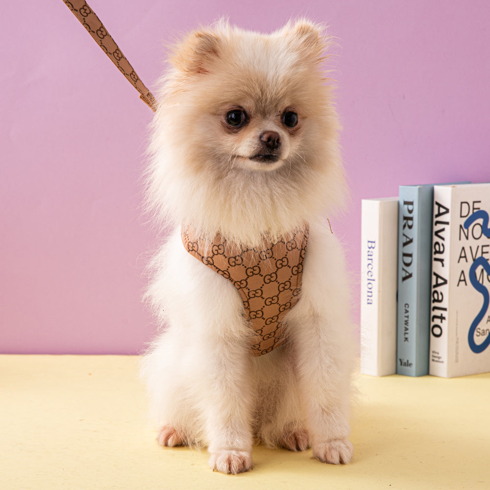 Designer Dog Collar Harness Gucci - 2024 - Puppy Streetwear Shop