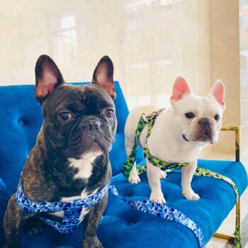 Dog Collar Harness Bape - 2025 - Puppy Streetwear Shop