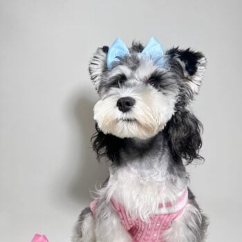 Dog Sweater Chanel - 2025 - Puppy Streetwear Shop