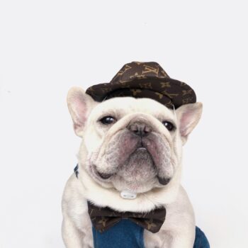 Dog Caps and Bow Tie - 2025 - Puppy Streetwear Shop