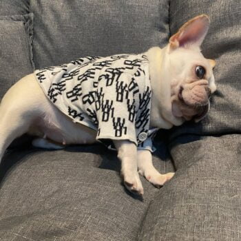 Dog Sweater - 2025 - Puppy Streetwear Shop Dog Sweater - 2025 - Puppy Streetwear Shop