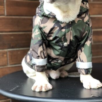 Dog Jacket Bape - 2025 - Puppy Streetwear Shop