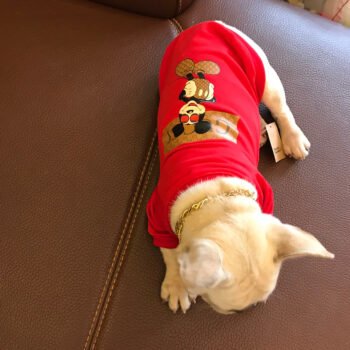 Dog Sweatshirt Pawcci - 2025 - Puppy Streetwear Shop