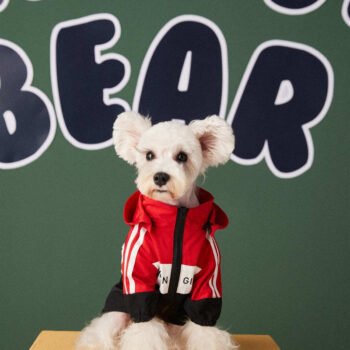 Dog Jacket Balenciaga - 2025 - Puppy Streetwear Shop Dog Jacket Balenciaga - 2025 - Puppy Streetwear Shop