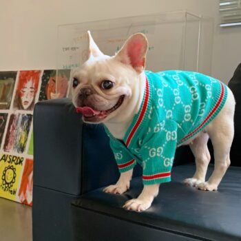 Dog Sweater Pawcci - 2025 - Puppy Streetwear Shop