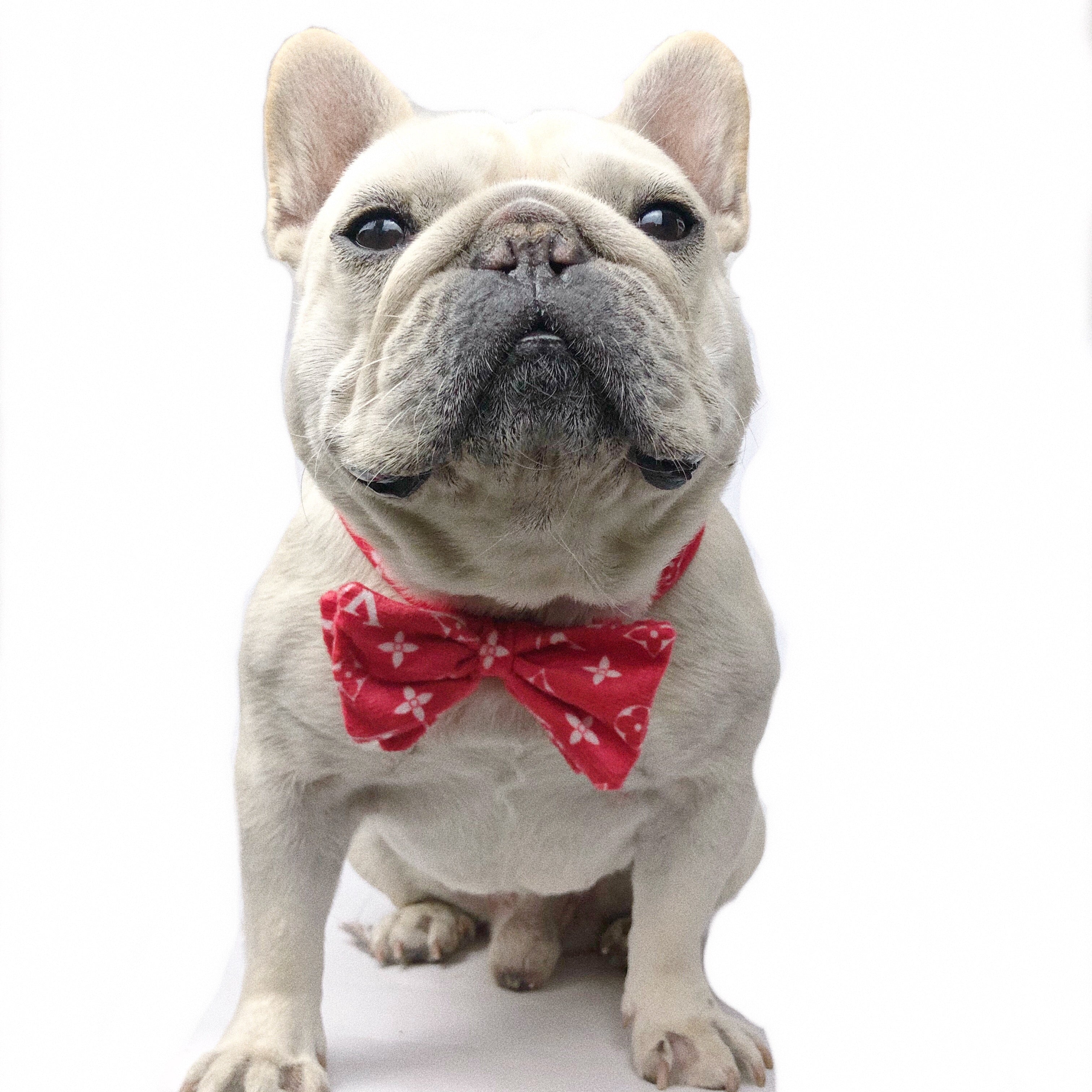 Designer Dog Caps and Bow Tie - 2023 - Puppy Streetwear Shop