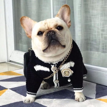 Dog Sweater Chanel - 2025 - Puppy Streetwear Shop
