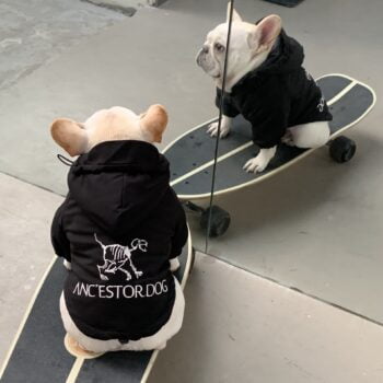 Dog Jacket - 2025 - Puppy Streetwear Shop