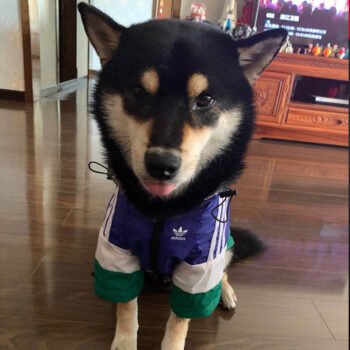 Dog Hoodies Adidas - 2025 - Puppy Streetwear Shop Dog Hoodies Adidas - 2025 - Puppy Streetwear Shop