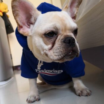Dog Hoodies Pawlenciaga - 2025 - Puppy Streetwear Shop