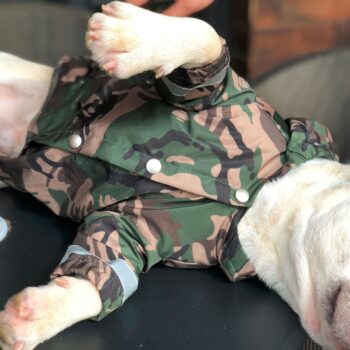 Dog Jacket Bape - 2025 - Puppy Streetwear Shop