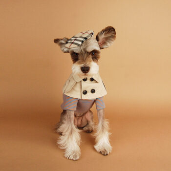Dog Bandana Burberry - 2025 - Puppy Streetwear Shop Dog Bandana Burberry - 2025 - Puppy Streetwear Shop
