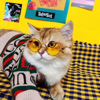 Dog Sweater Pawcci - 2025 - Puppy Streetwear Shop