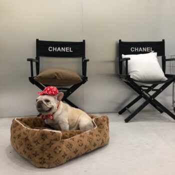 Dog Caps and Bow Tie - 2025 - Puppy Streetwear Shop