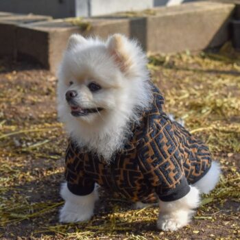 Dog Jacket Fendi - 2025 - Puppy Streetwear Shop