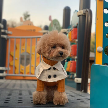 Dog Bandana Burberry - 2025 - Puppy Streetwear Shop Dog Bandana Burberry - 2025 - Puppy Streetwear Shop