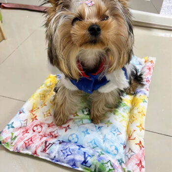 Dog Bed Louis Pawtton - 2025 - Puppy Streetwear Shop