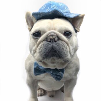 Dog Caps and Bow Tie - 2025 - Puppy Streetwear Shop