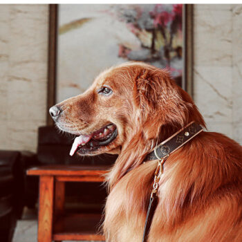 Dog Collar Harness Louis Pawtton - 2025 - Puppy Streetwear Shop