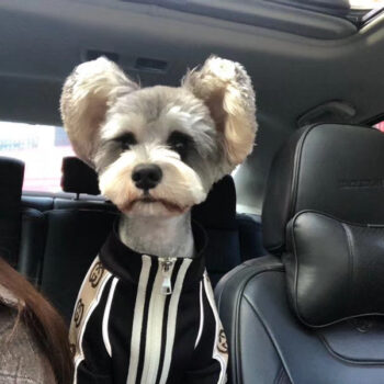 Dog Jacket Pawcci - 2025 - Puppy Streetwear Shop