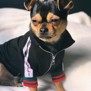 Dog Jacket Fendi - 2025 - Puppy Streetwear Shop