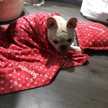 Dog Bed Supreme Louis Pawtton - 2025 - Puppy Streetwear Shop Dog Bed Supreme Louis Pawtton - 2025 - Puppy Streetwear Shop
