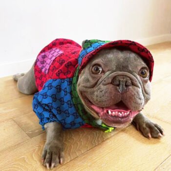 Dog Jacket Pawcci - 2025 - Puppy Streetwear Shop Dog Jacket Pawcci - 2025 - Puppy Streetwear Shop