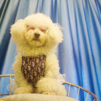 Dog Dress Dior - 2025 - Puppy Streetwear Shop